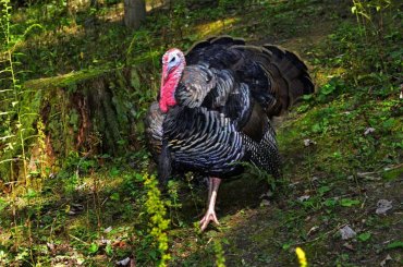 Hunting prospects for the 2016 West Virginia spring turkey season Hunting prospects for the 2016 West Virginia spring turkey season